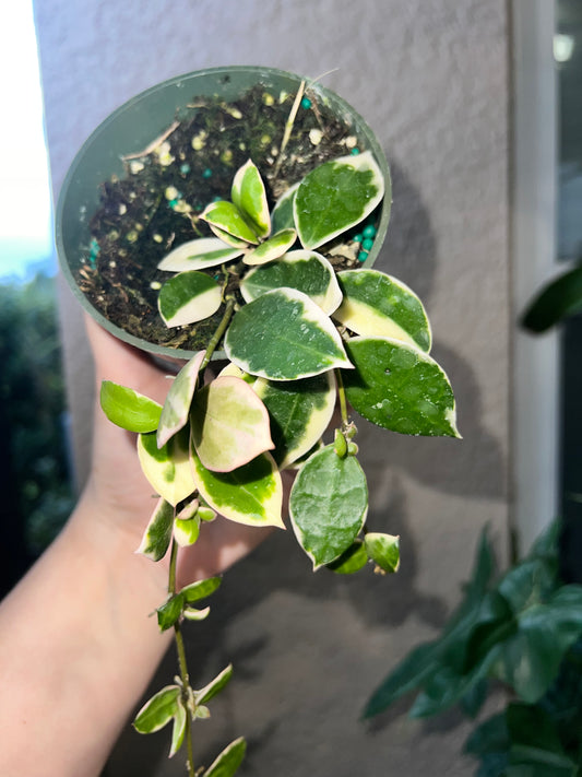 4” Hoya Lacunosa Albo Marginata