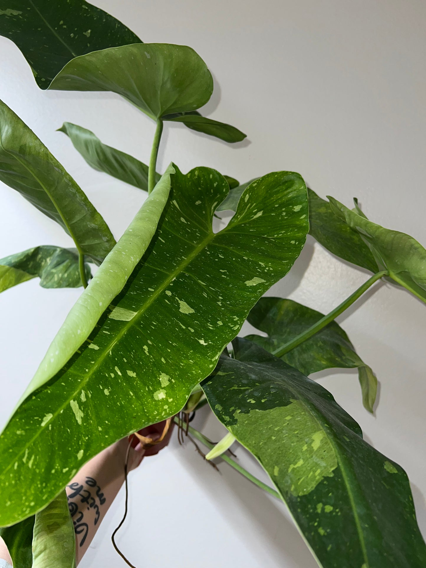 6” Philodendron Jose Buono