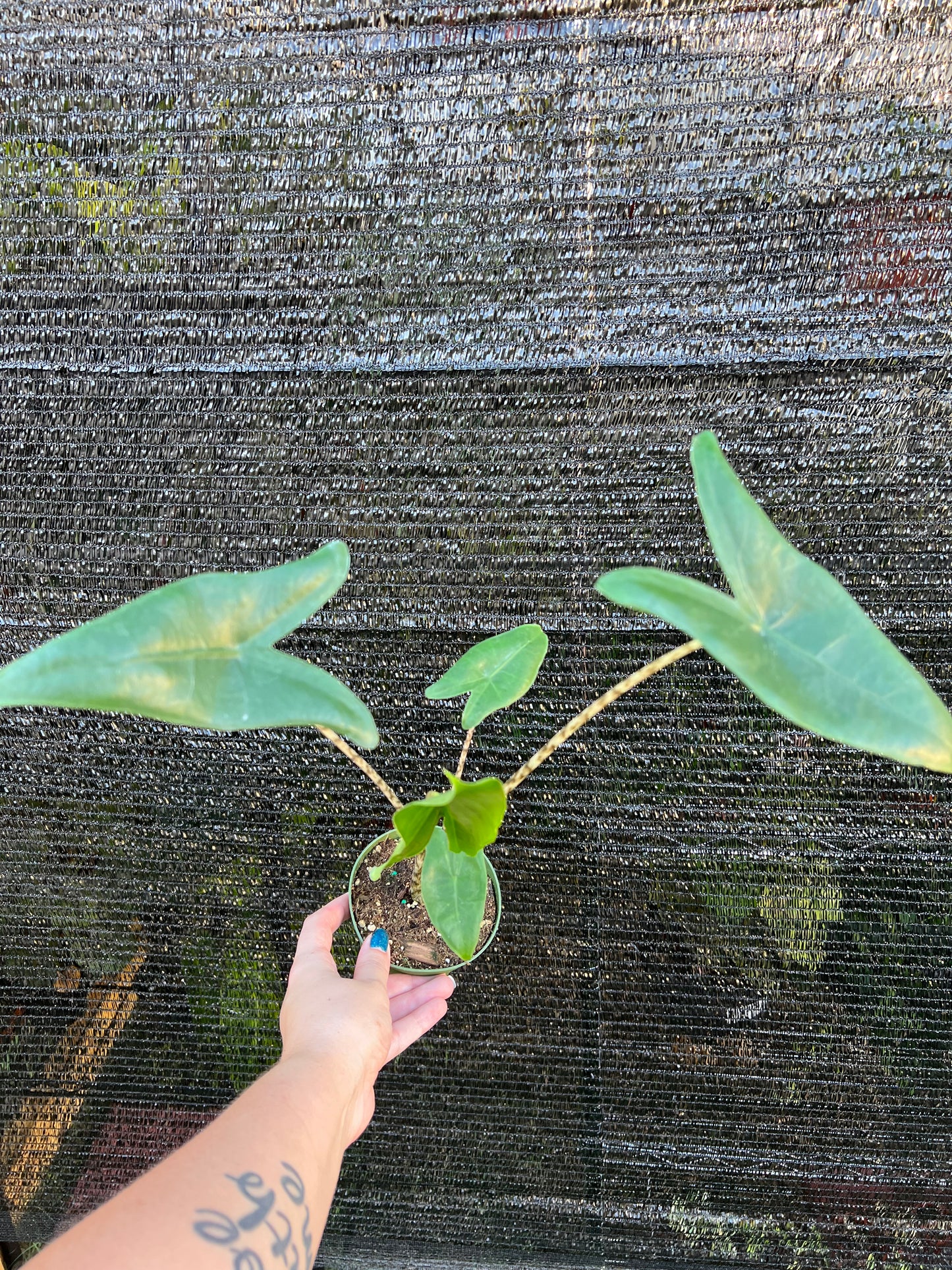 4” Alocasia Zebrina