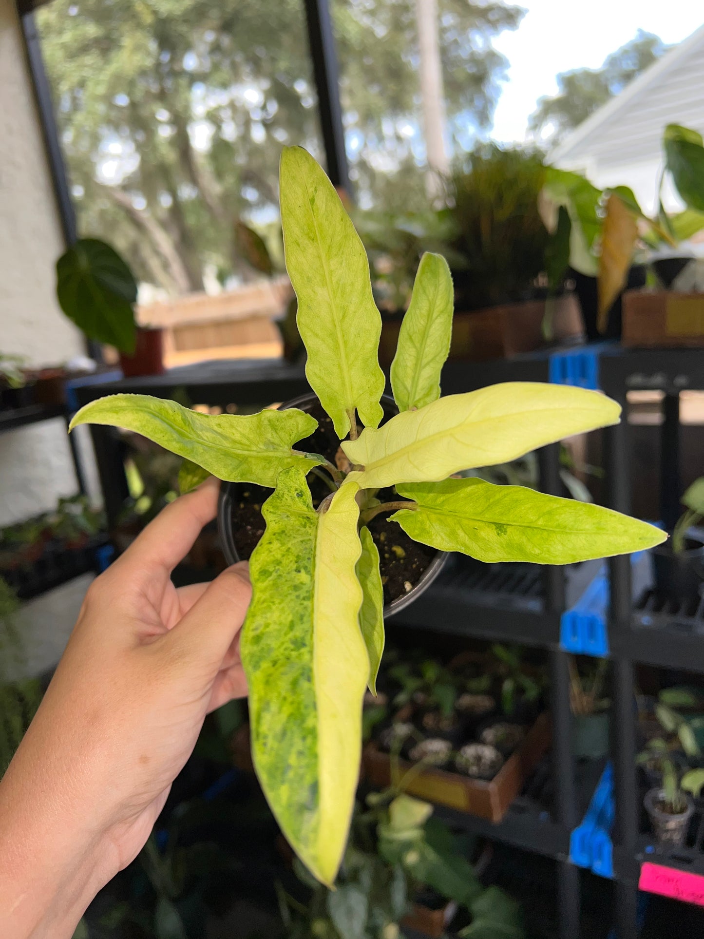 4” Alocasia Lauterbachiana Aurea