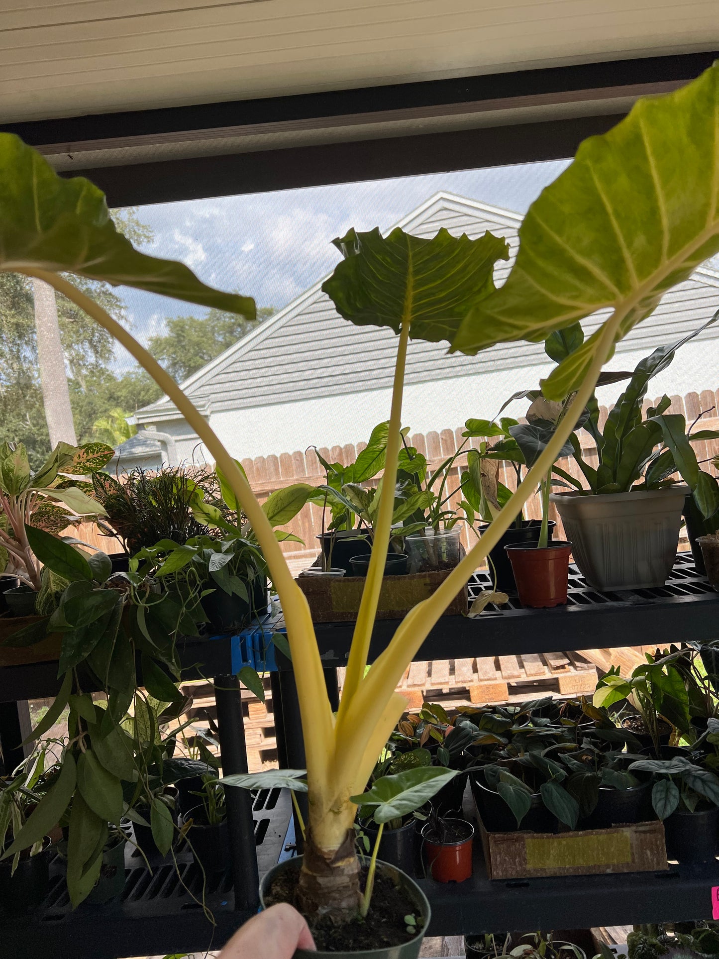 6” Alocasia Lutea