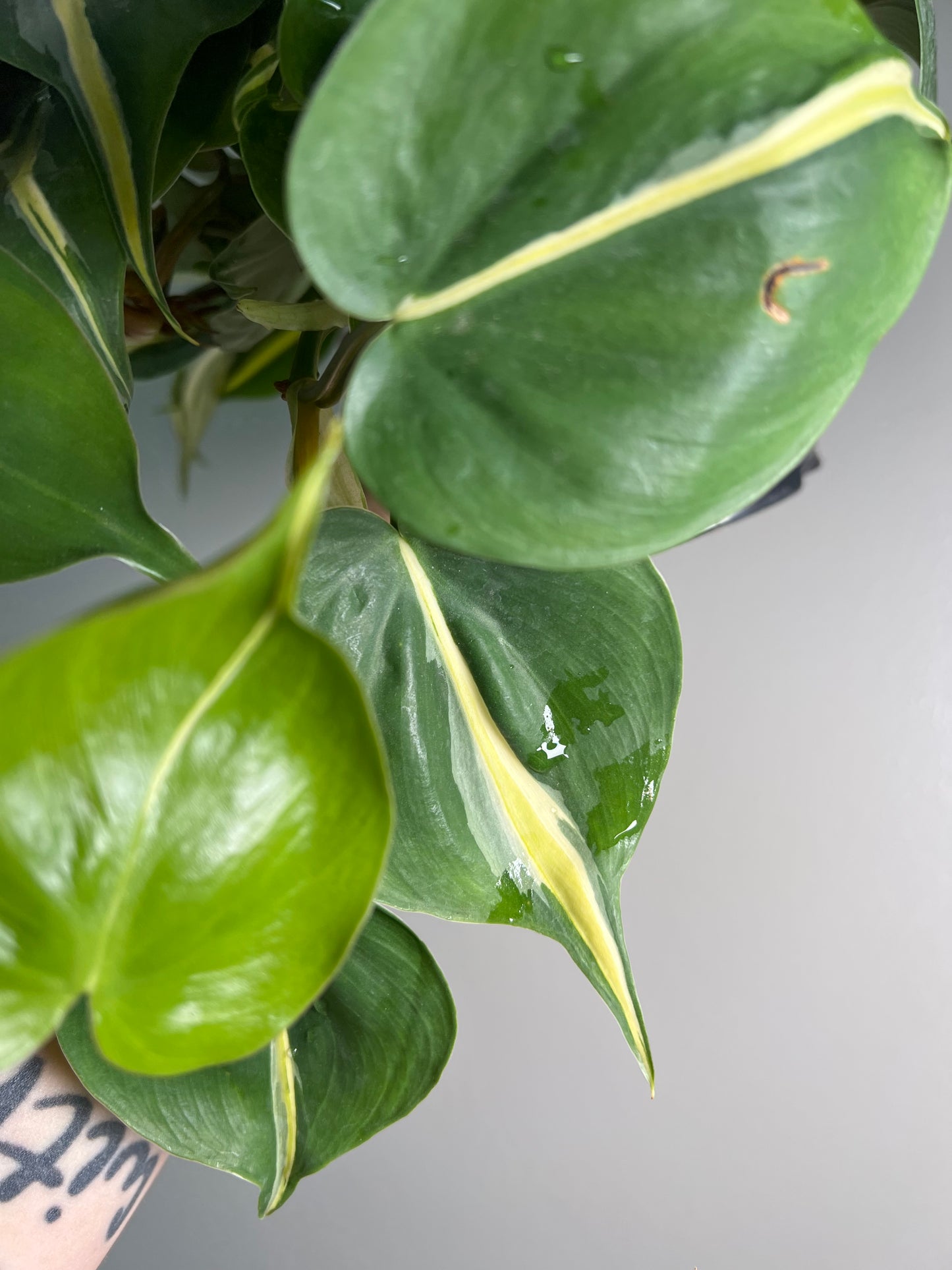 6” Philodendron Cream Splash