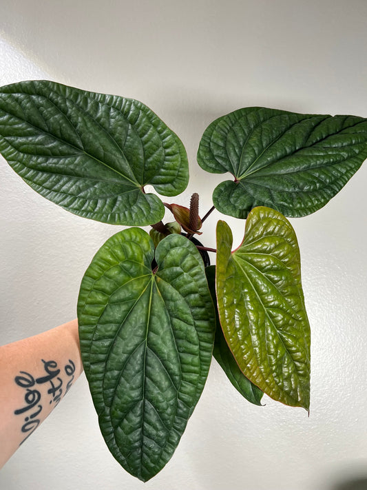 4” Anthurium Radicans X Luxurians