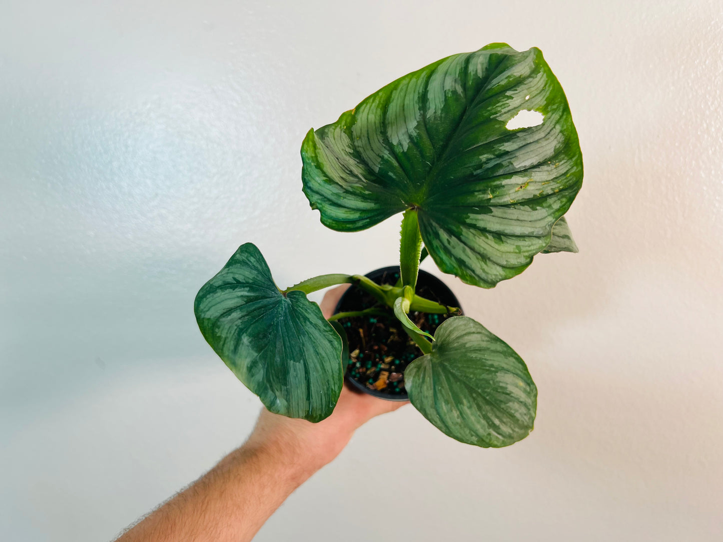4” Philodendron Mamei