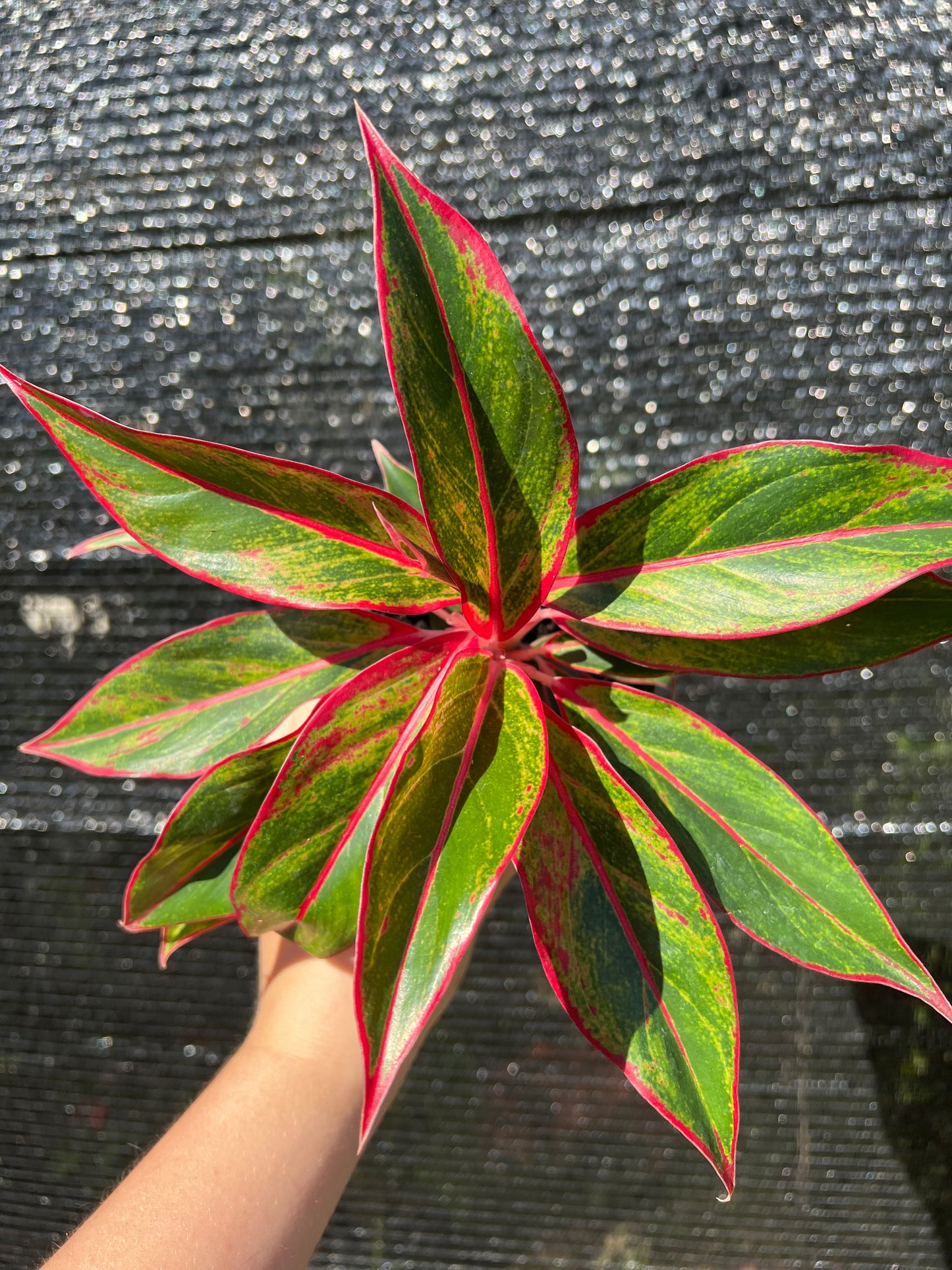 4" Aglaonema Siam Aurora