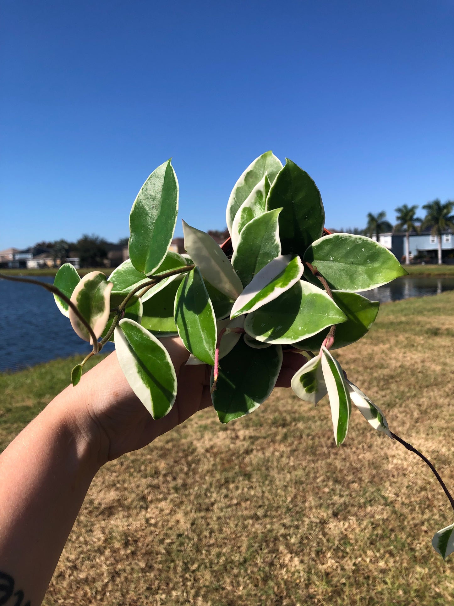 4” Hoya Krimson Queen