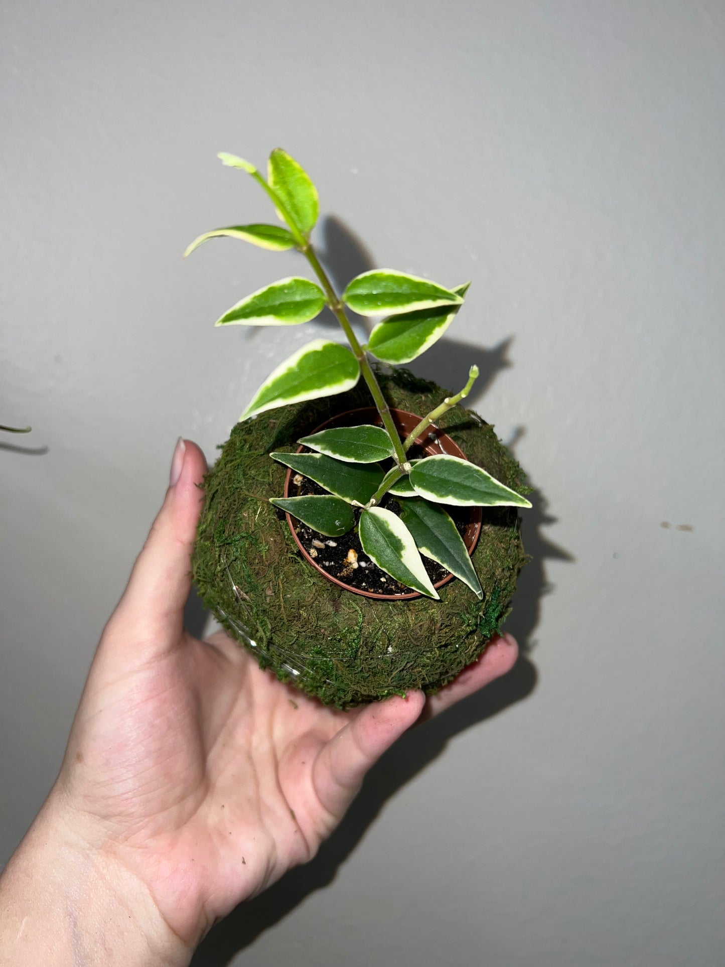 Small Kokedoma Moss Ball Planter