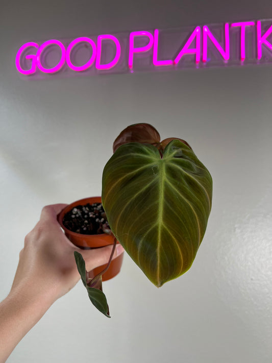 4” Philodendron El Choco Red