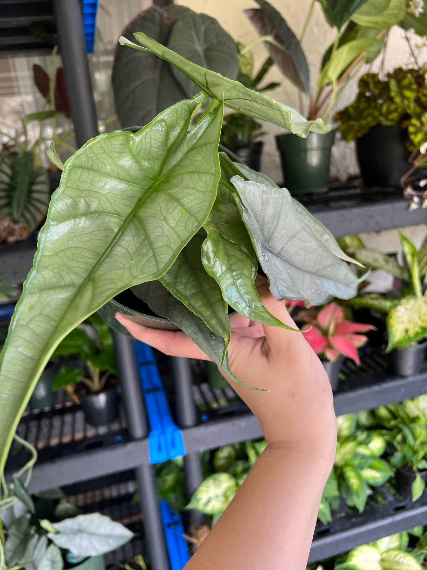 6” Alocasia Dragons Breath