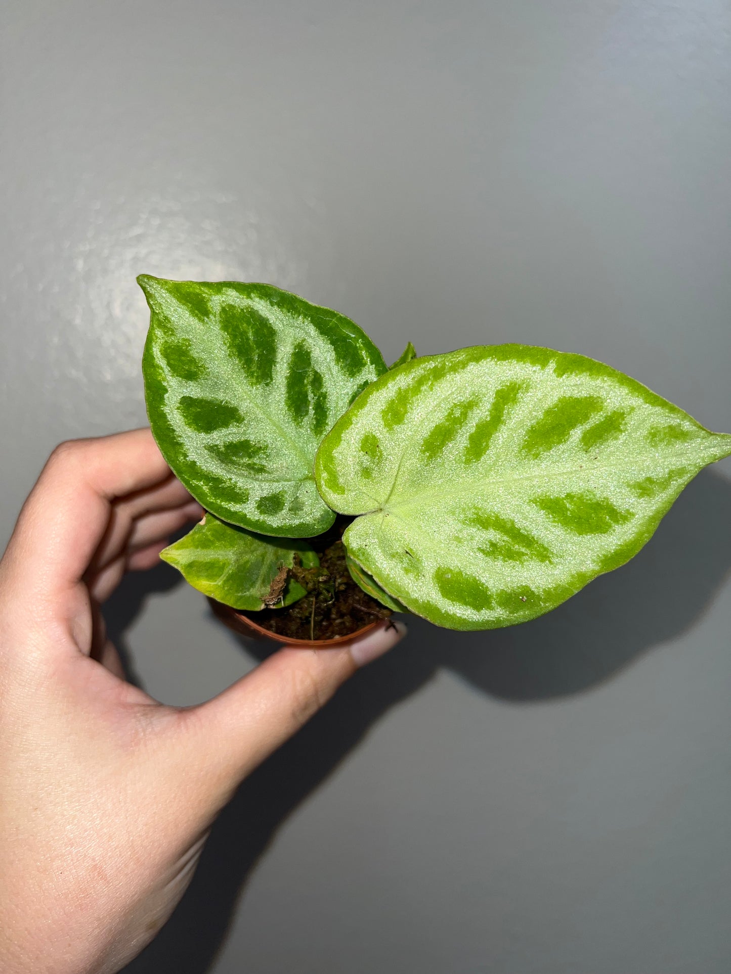 2” Anthurium Silver Blush