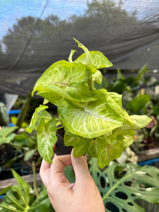 3” Syngonium Gold Allusion