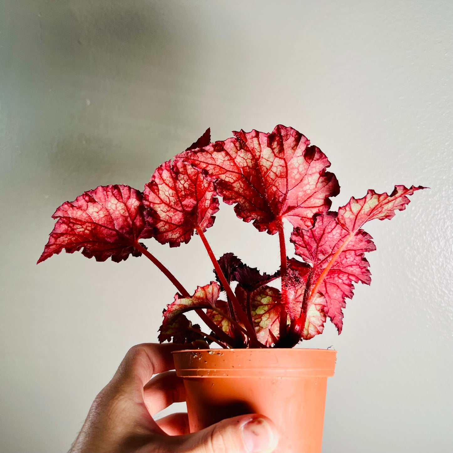 4” Begonia ‘Harmony’s Red Velvet’