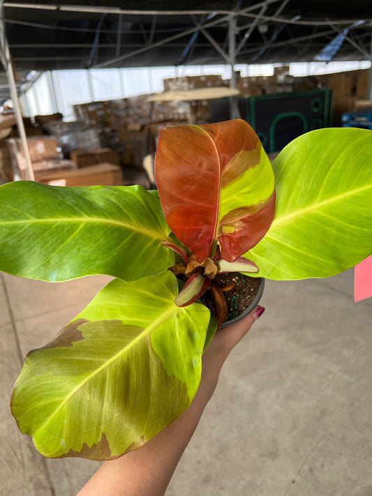 4” Philodendron Red Moon