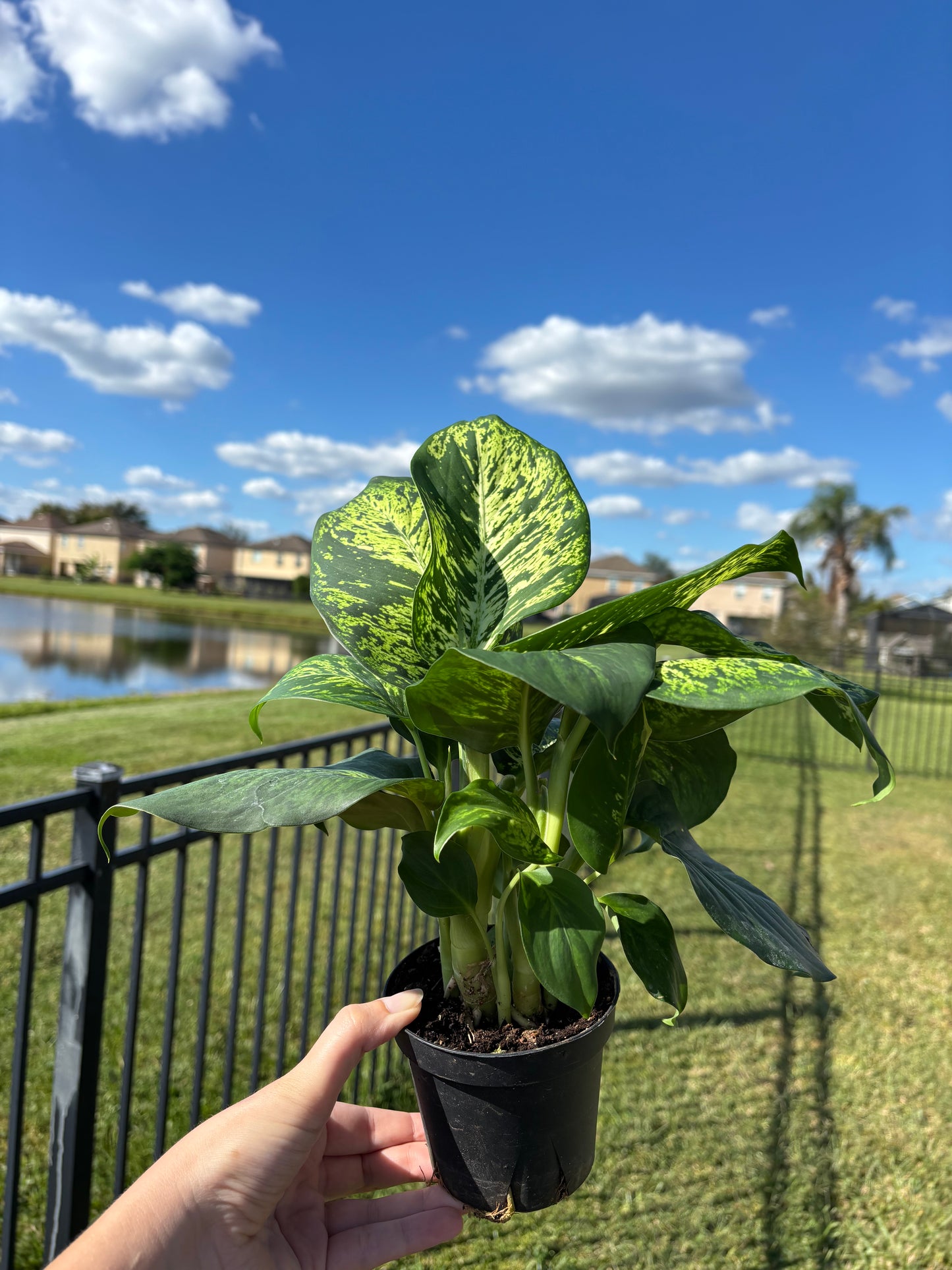 4” Dieffenbachia Sublime