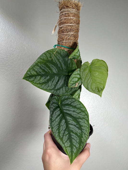 4” Monstera Dubia