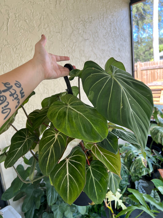 8” Philodendron Gloriosum Hanging Basket