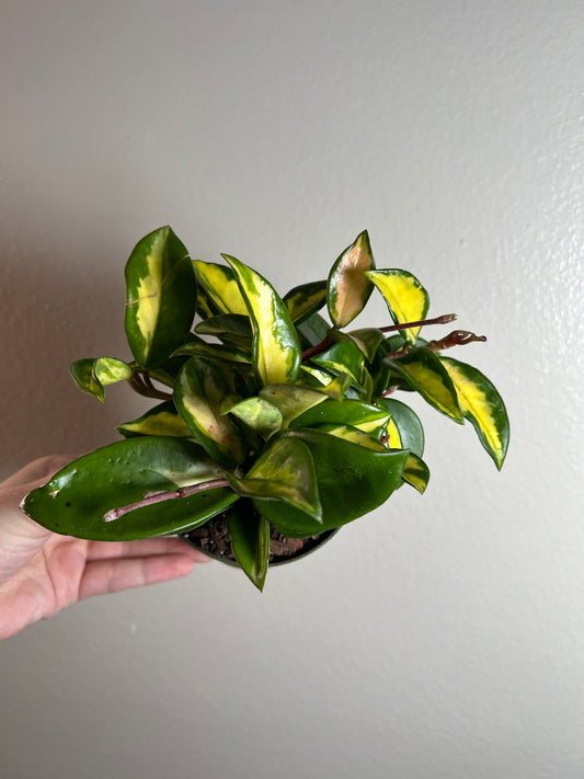 4” Hoya Carnosa ‘Krimson Princess’