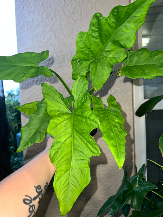 4” Syngonium Steyermarkii