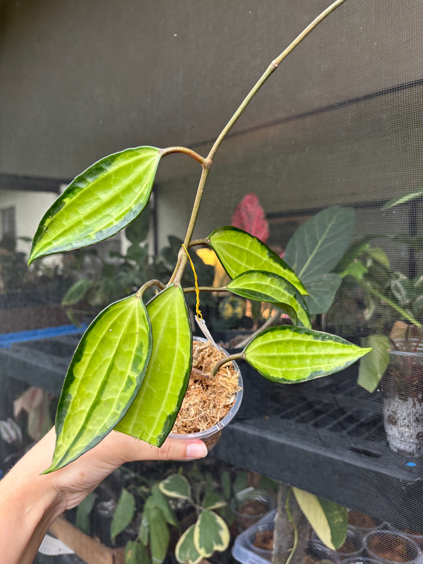 4” Hoya Latifolia Pot of Gold