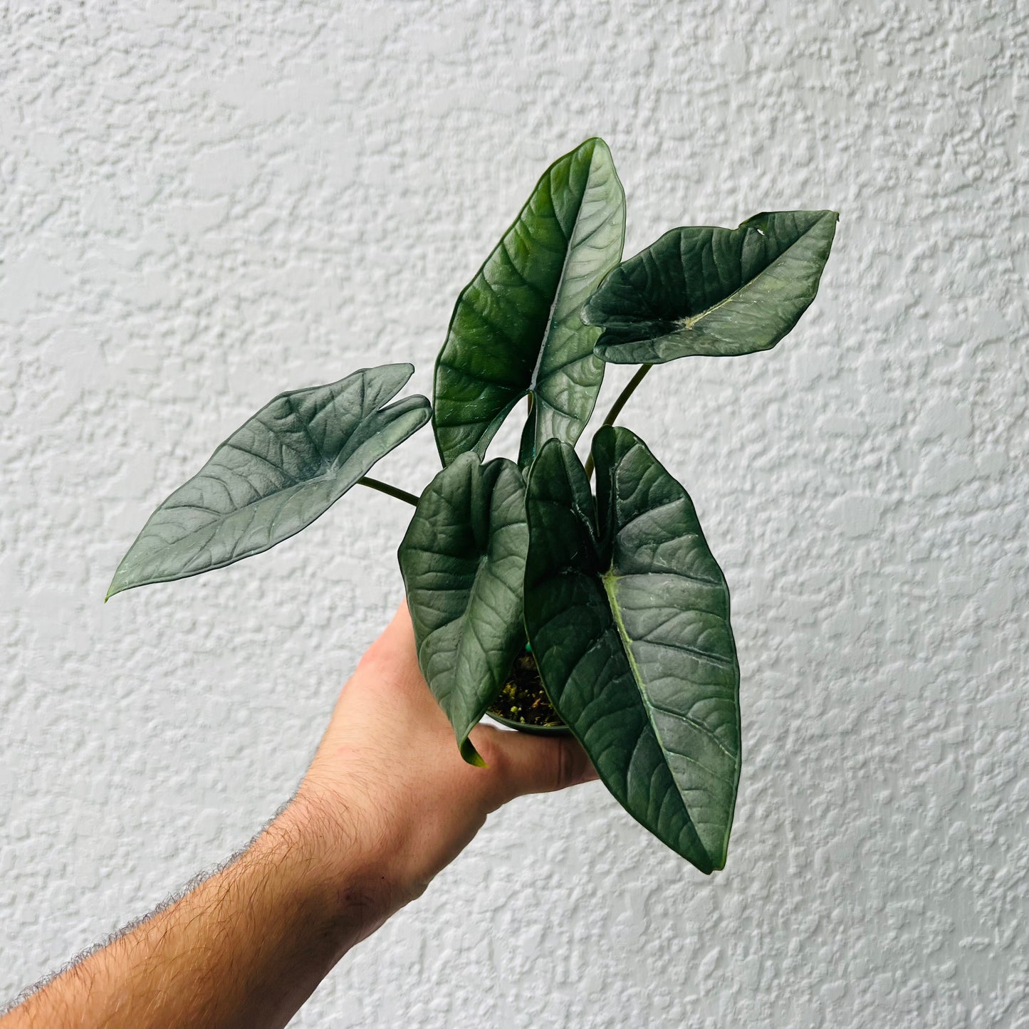 4" Alocasia Platinum