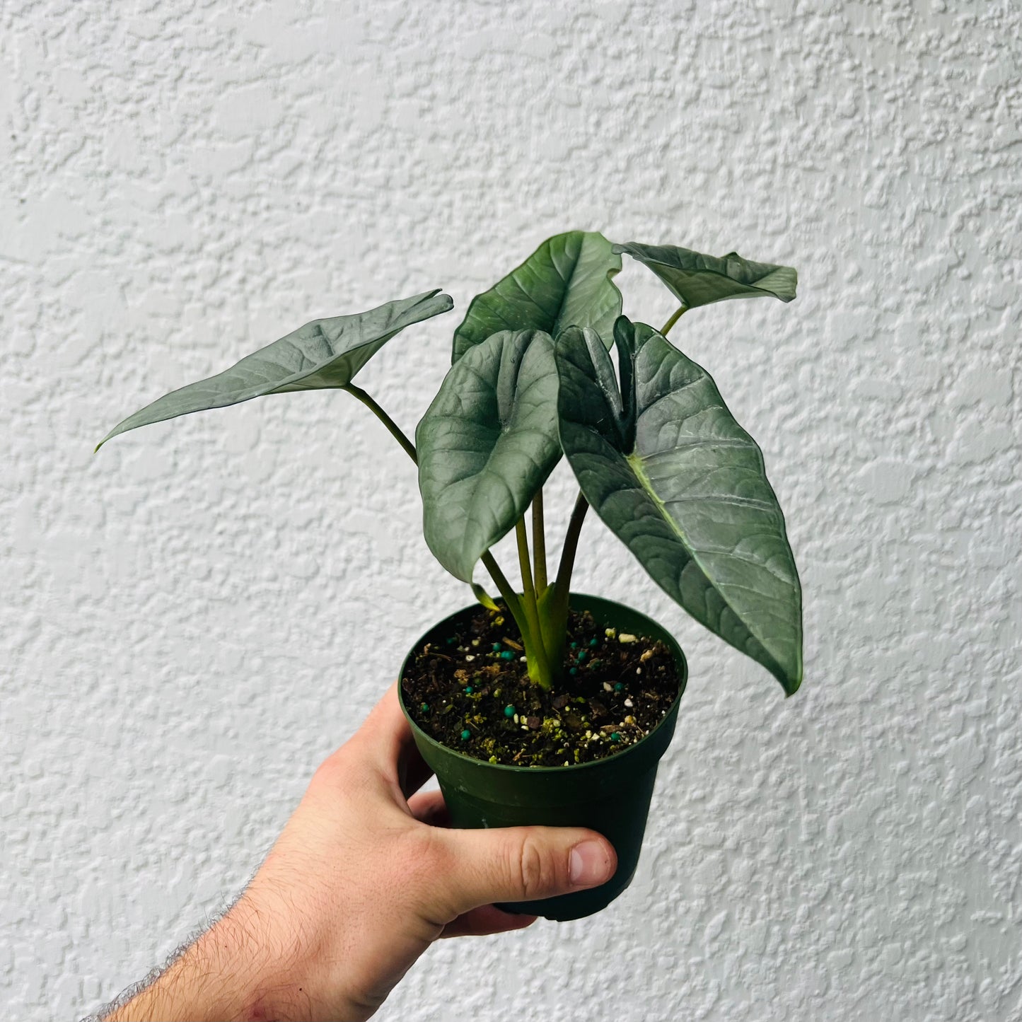 4" Alocasia Platinum