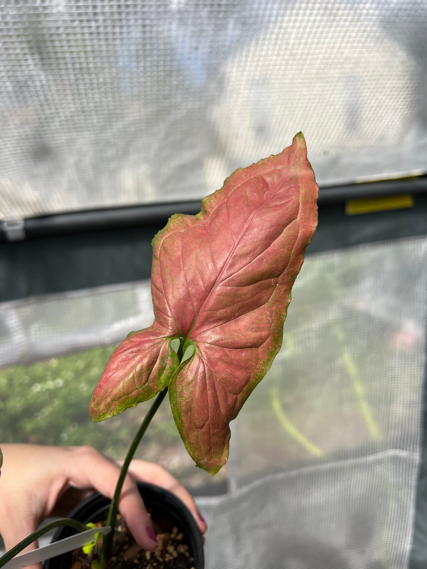 4” Syngonium Orm Nak Red