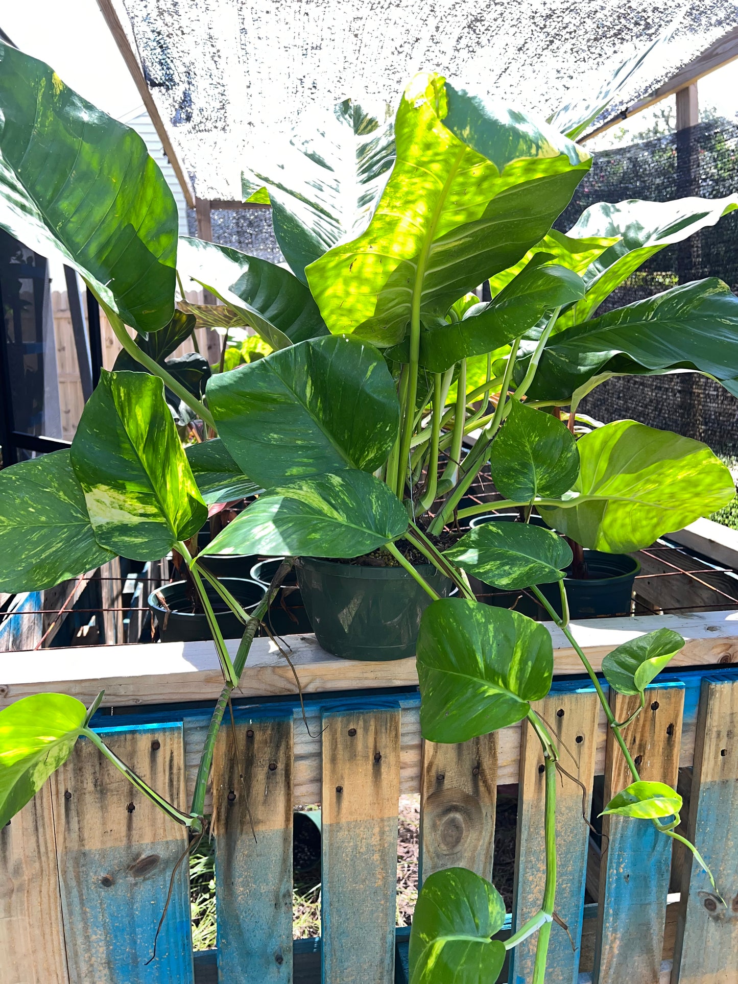 8” GIANT Hawaiian Pothos Hanging Basket