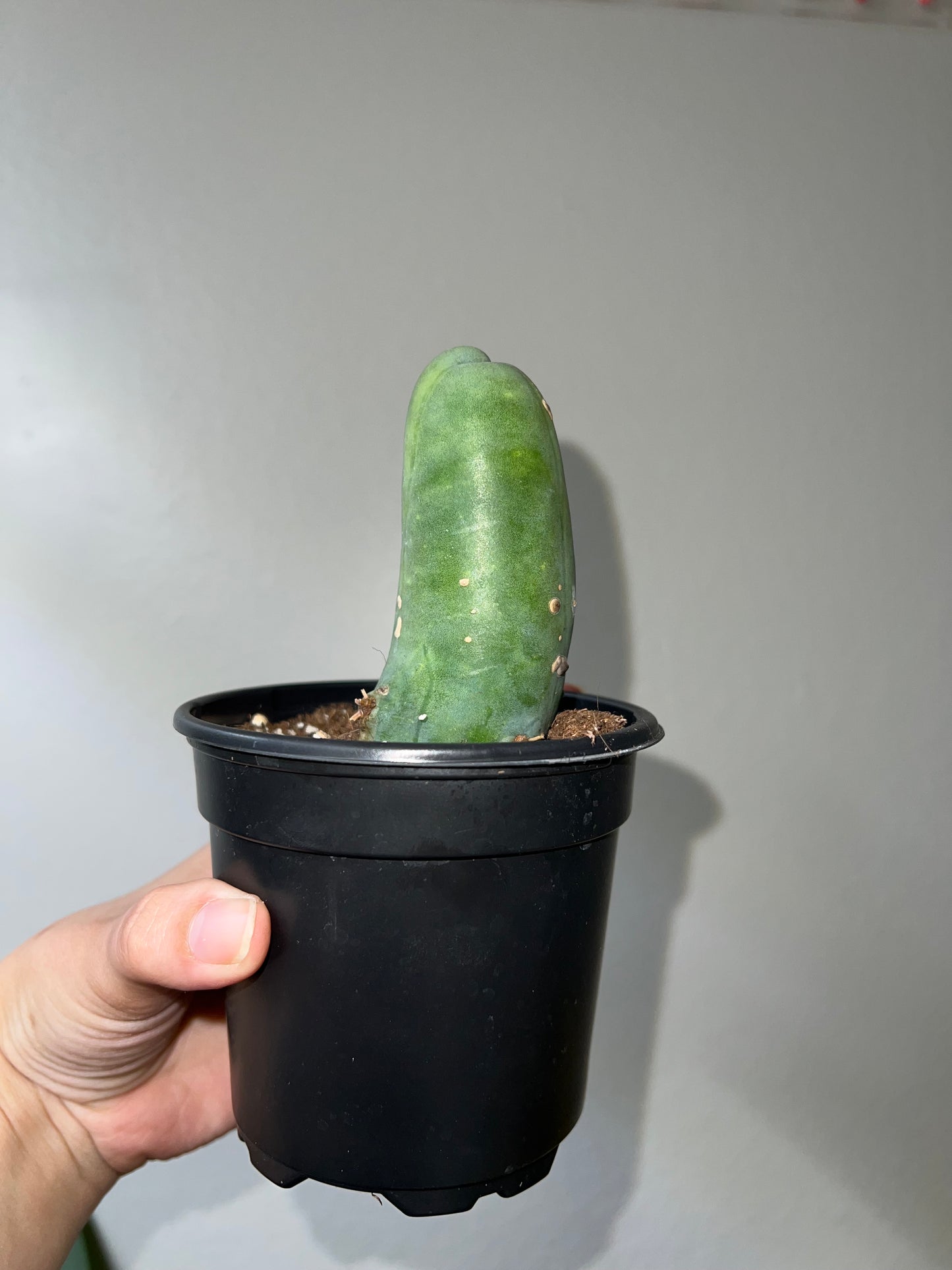 4” PP Cactus