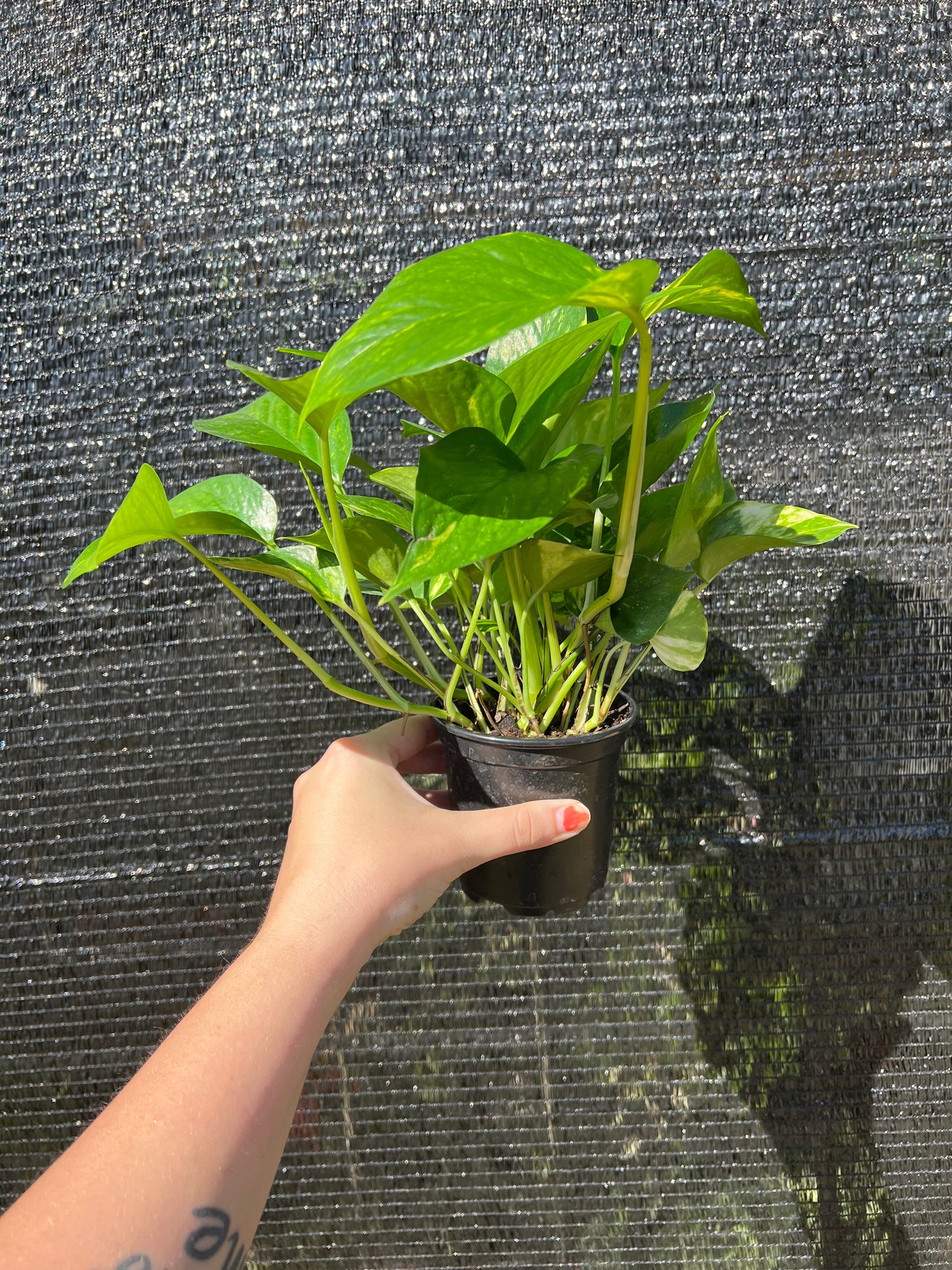 4” Golden Pothos (Epipremnum Aureum)