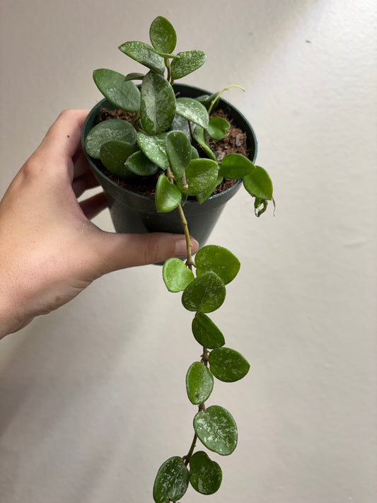 4” Hoya Mathilde