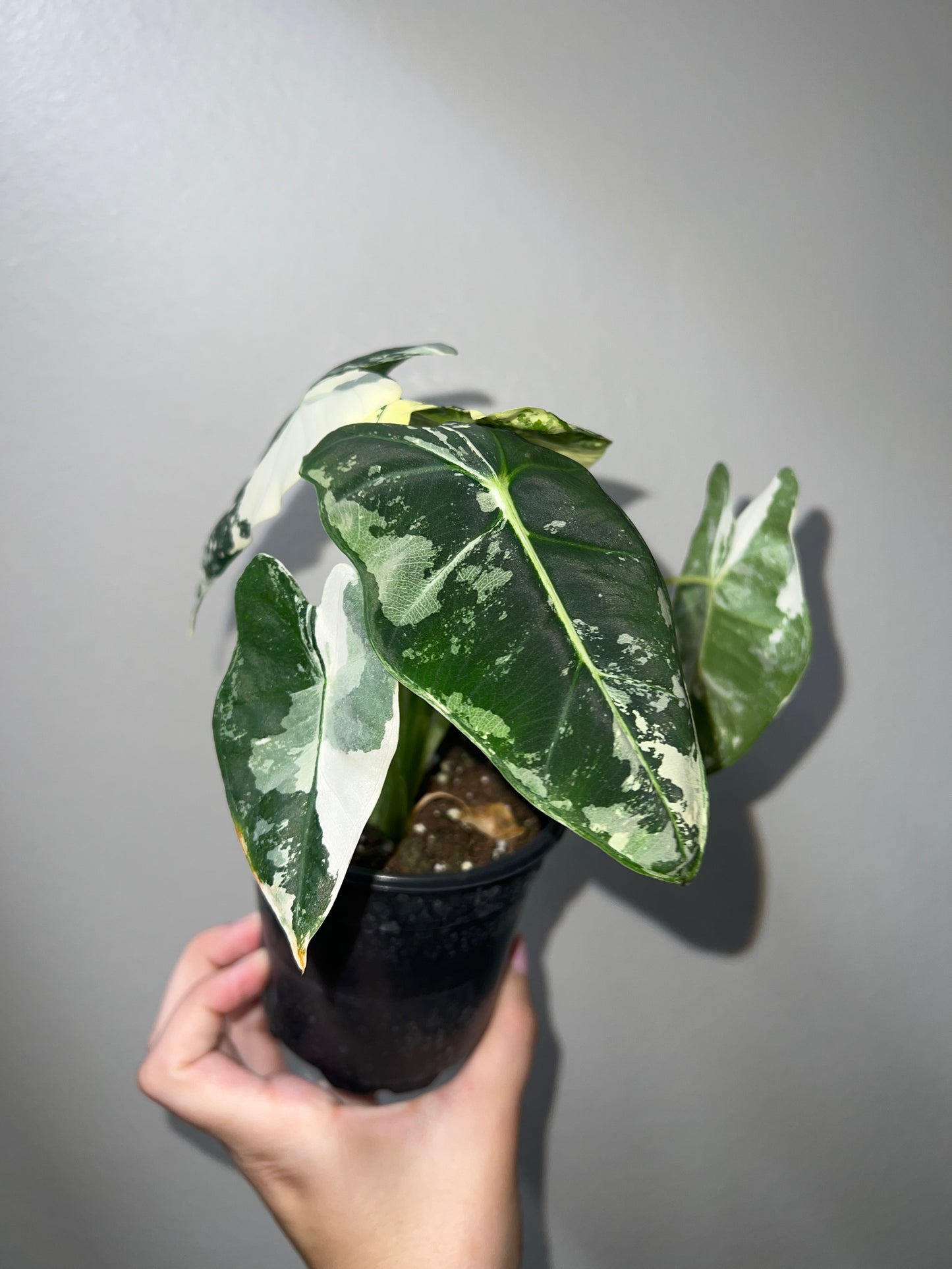 4” Variegated Alocasia Frydek