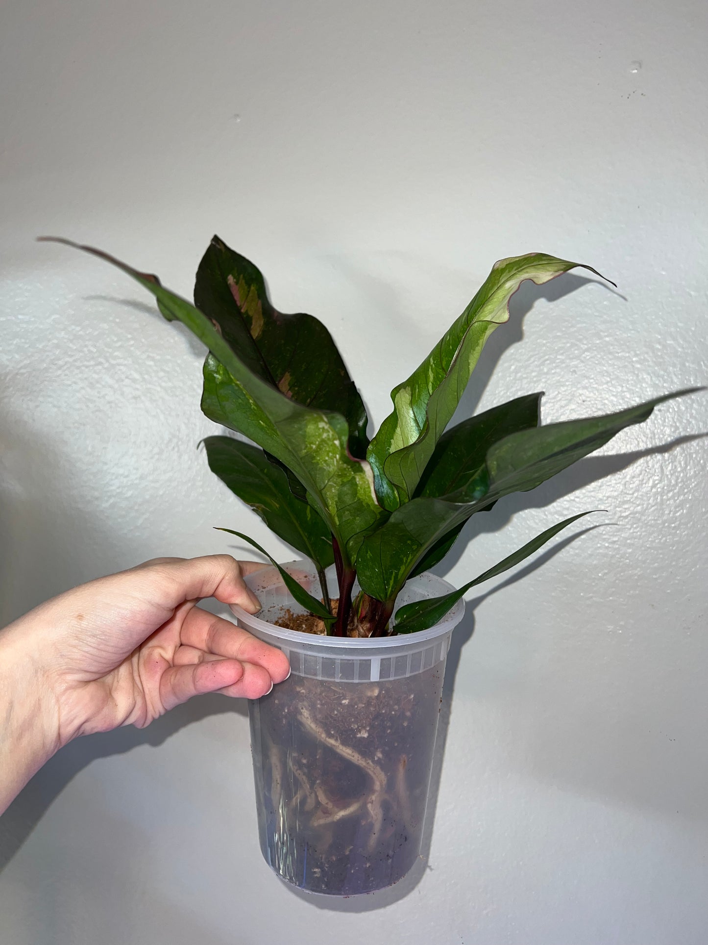 6” Anthurium Hookeri (Pink/Cream)