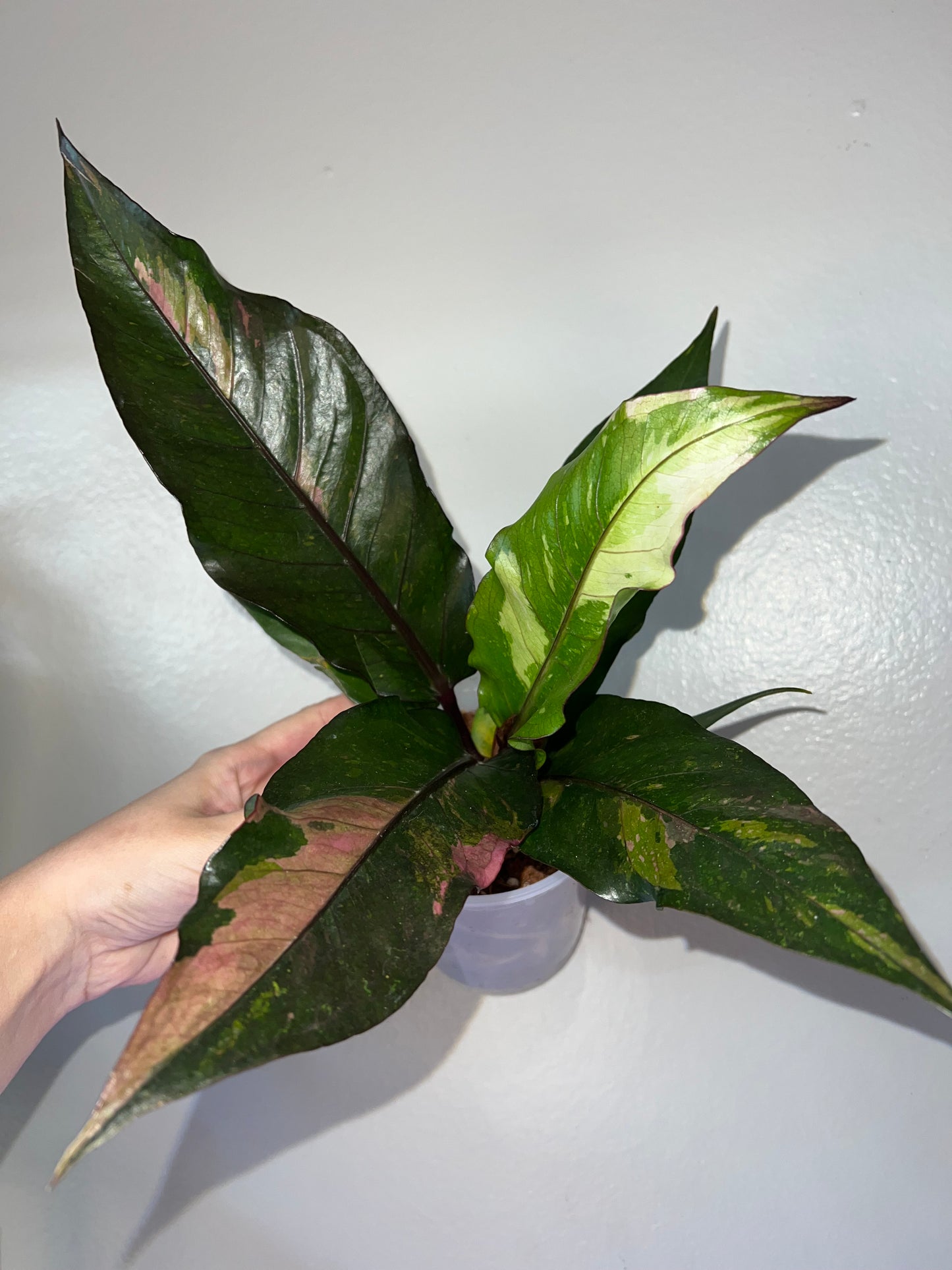 6” Anthurium Hookeri (Pink/Cream)