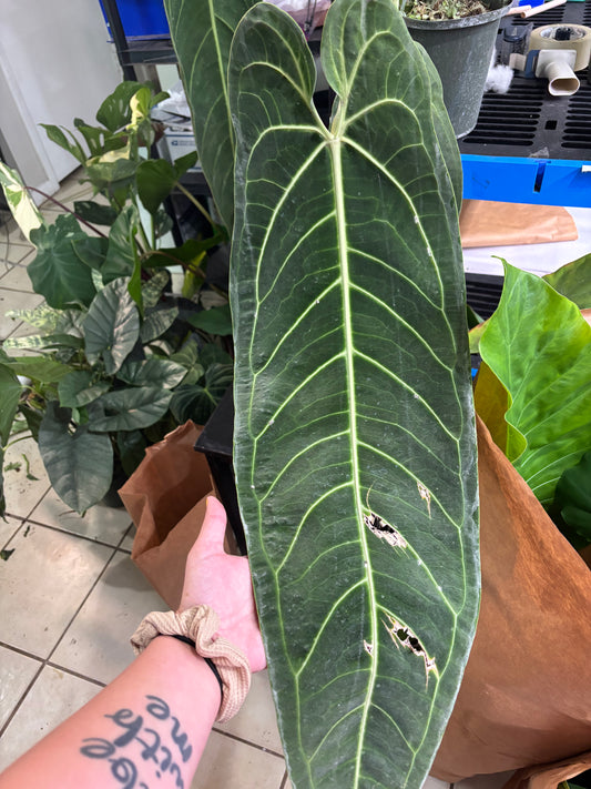 8” MATURE Anthurium Warocqueanum
