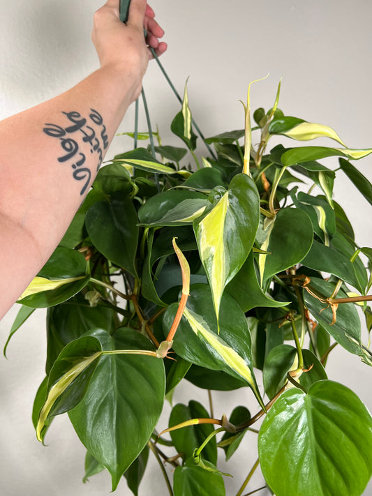 8” Philodendron Cream Splash Hanging Basket