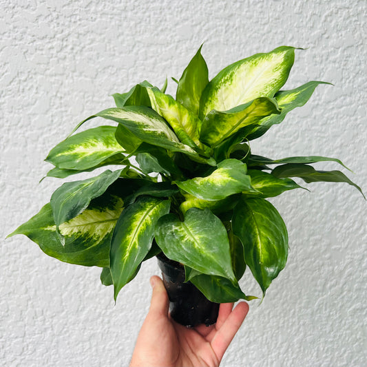 4" Dieffenbachia Honey Dew