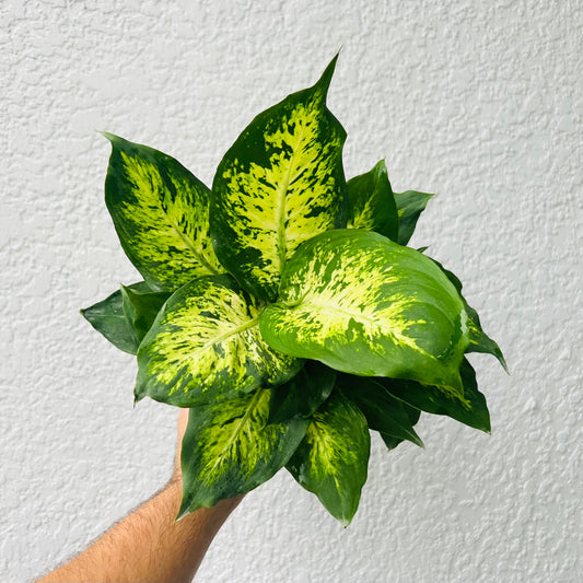 4" Dieffenbachia Carina