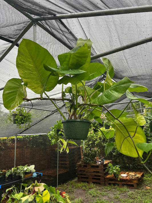 8” GIANT Marble Queen Hanging Basket