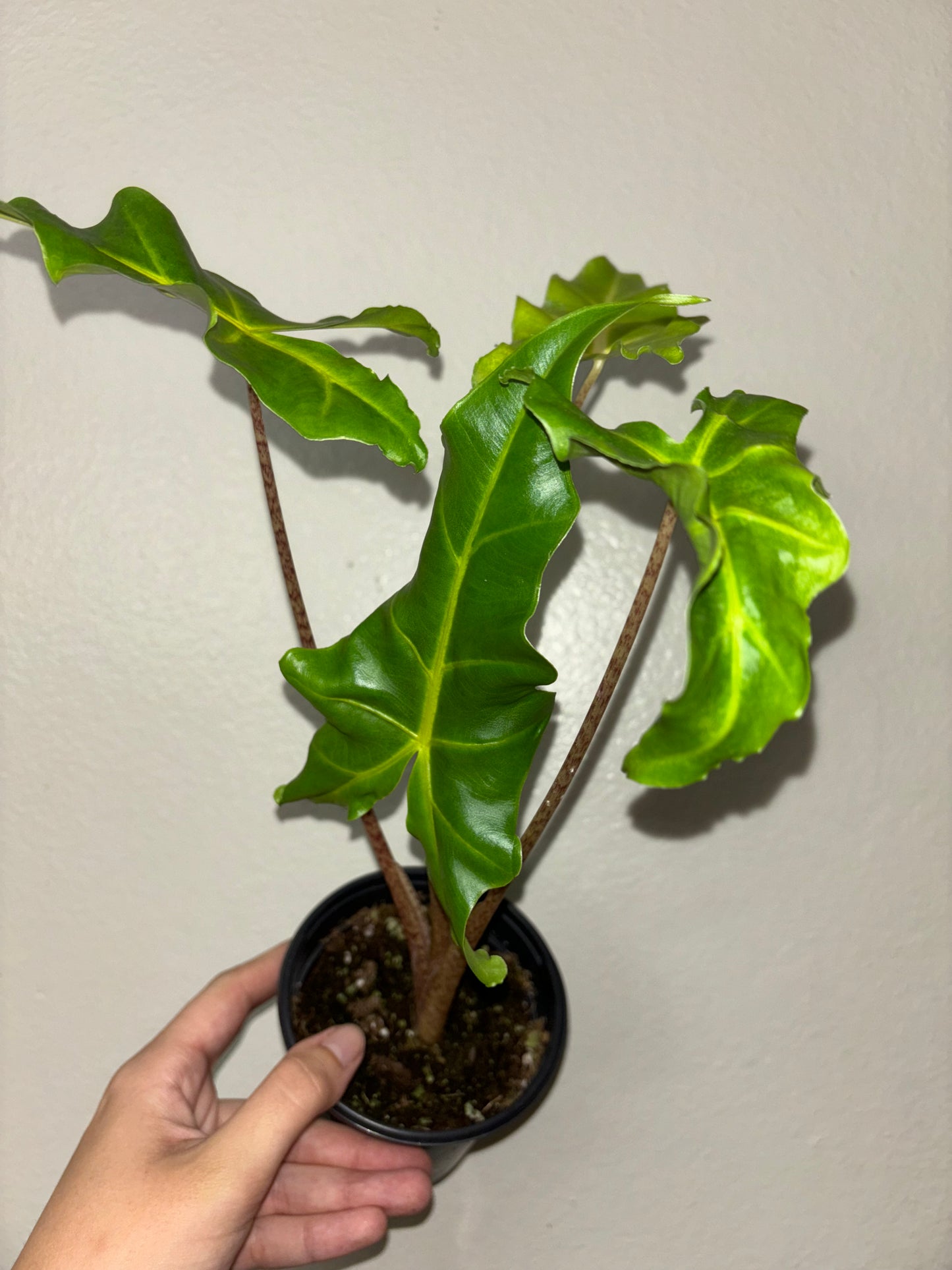 4” Alocasia Golden Dragon