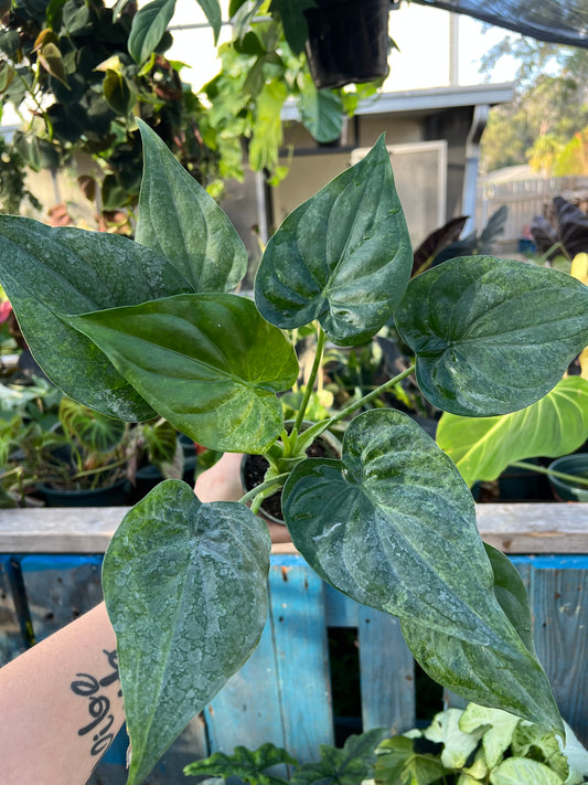 4” Alocasia Cucullata Mint