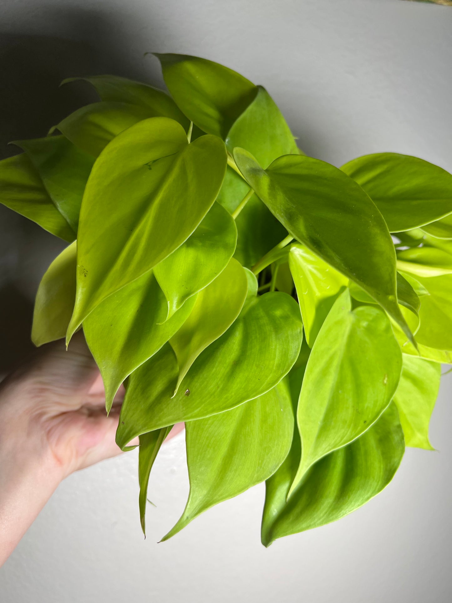 6” Philodendron Neon