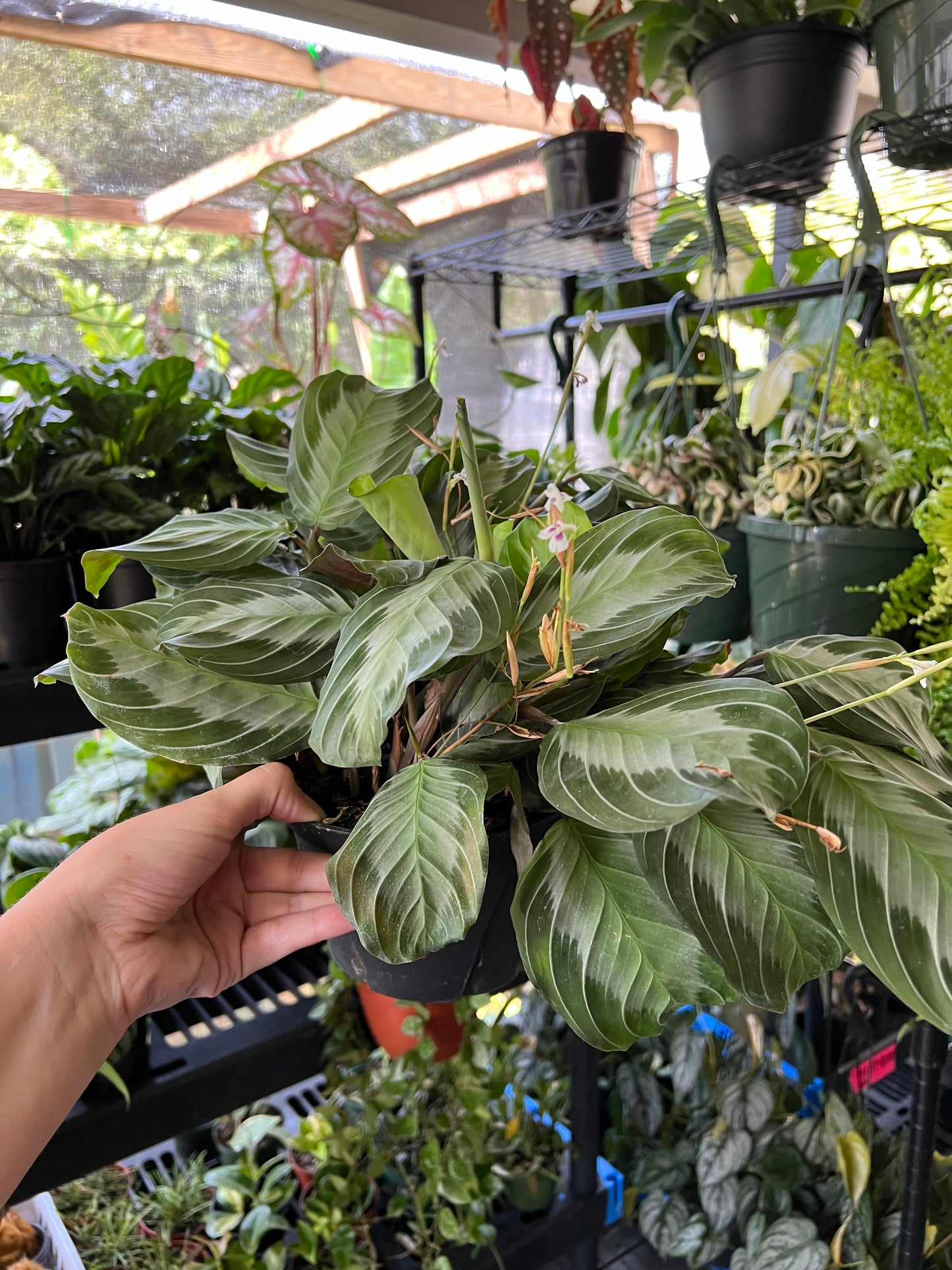 6” Maranta Silver Band