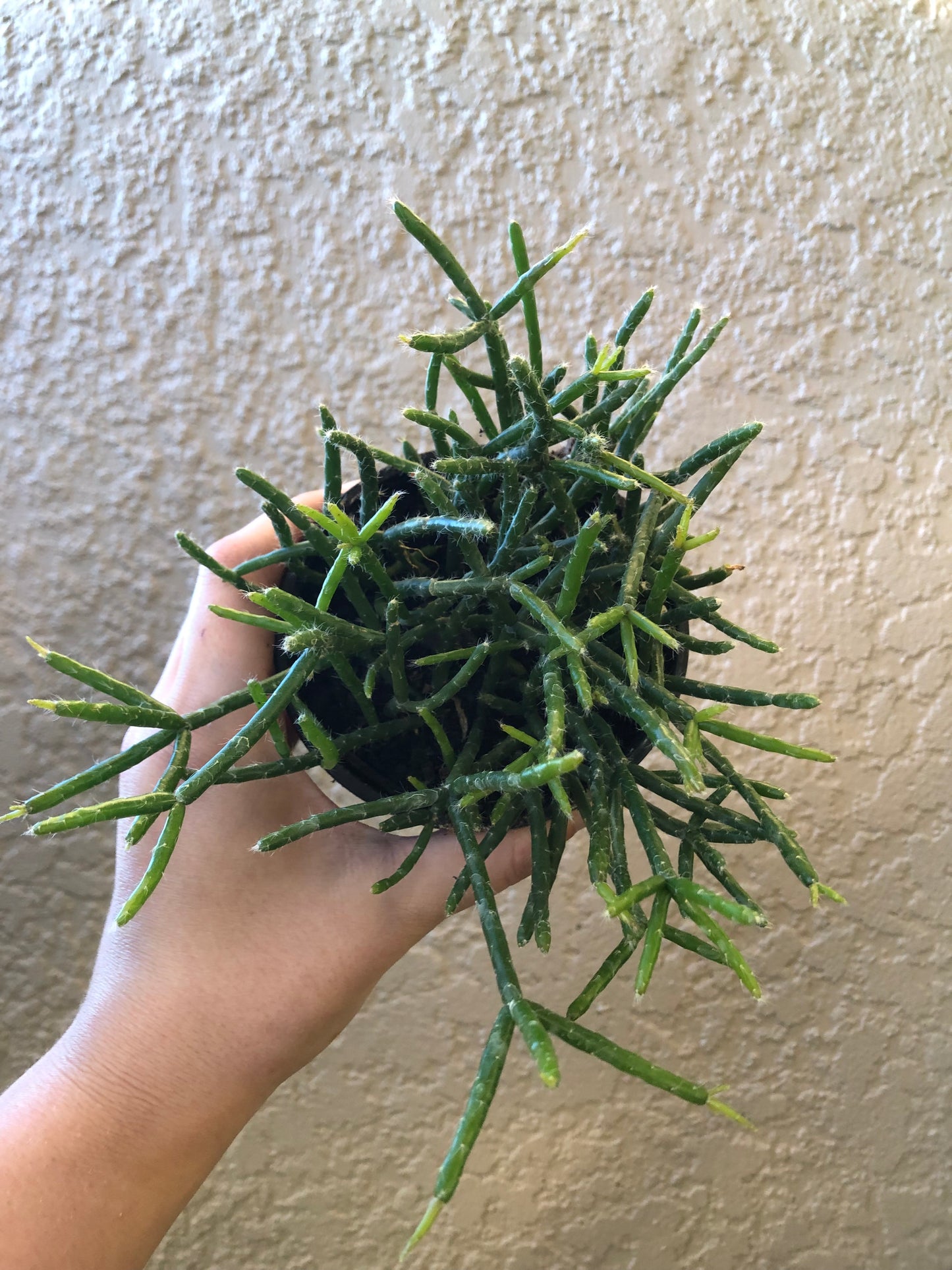 4” Rhipsalis Mistletoe Cactus