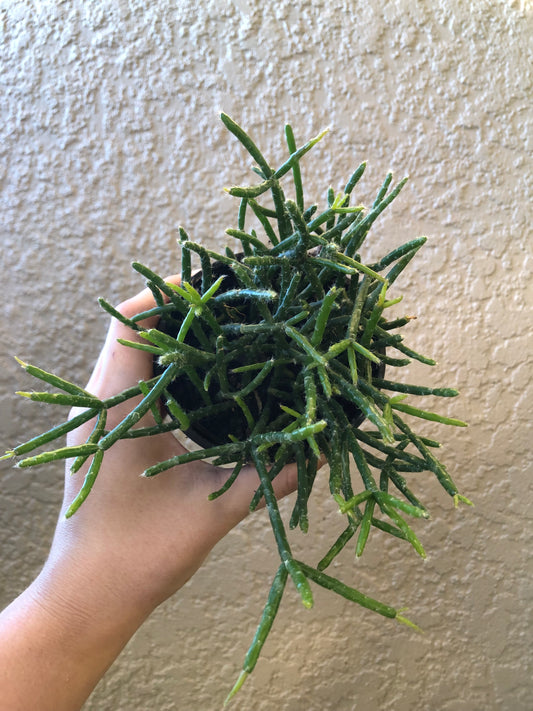 4” Rhipsalis Mistletoe Cactus