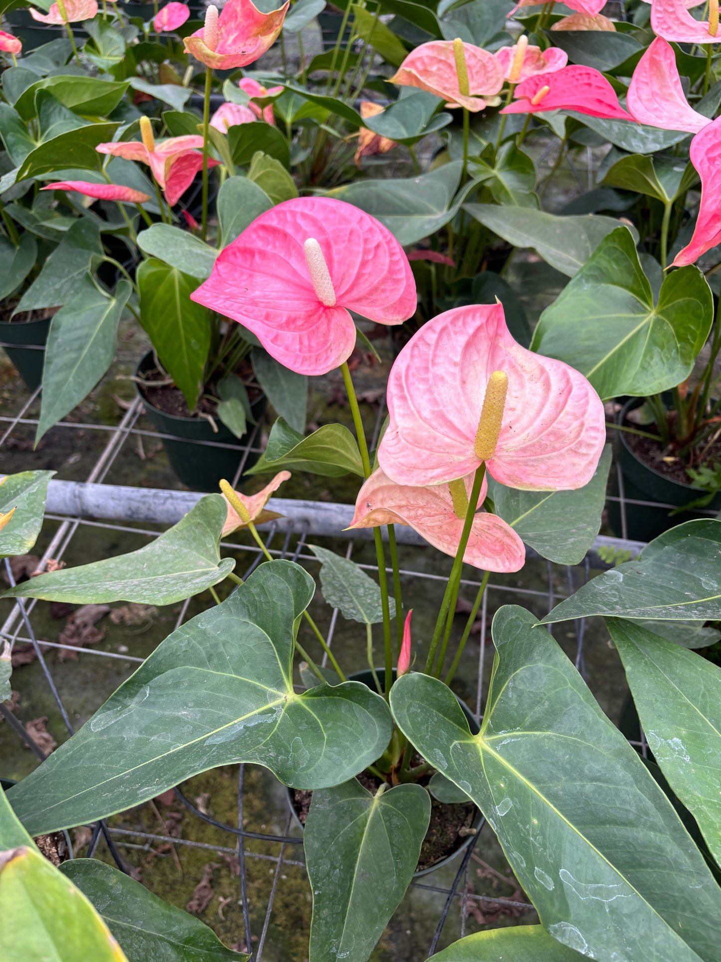 6” Anthurium Maine