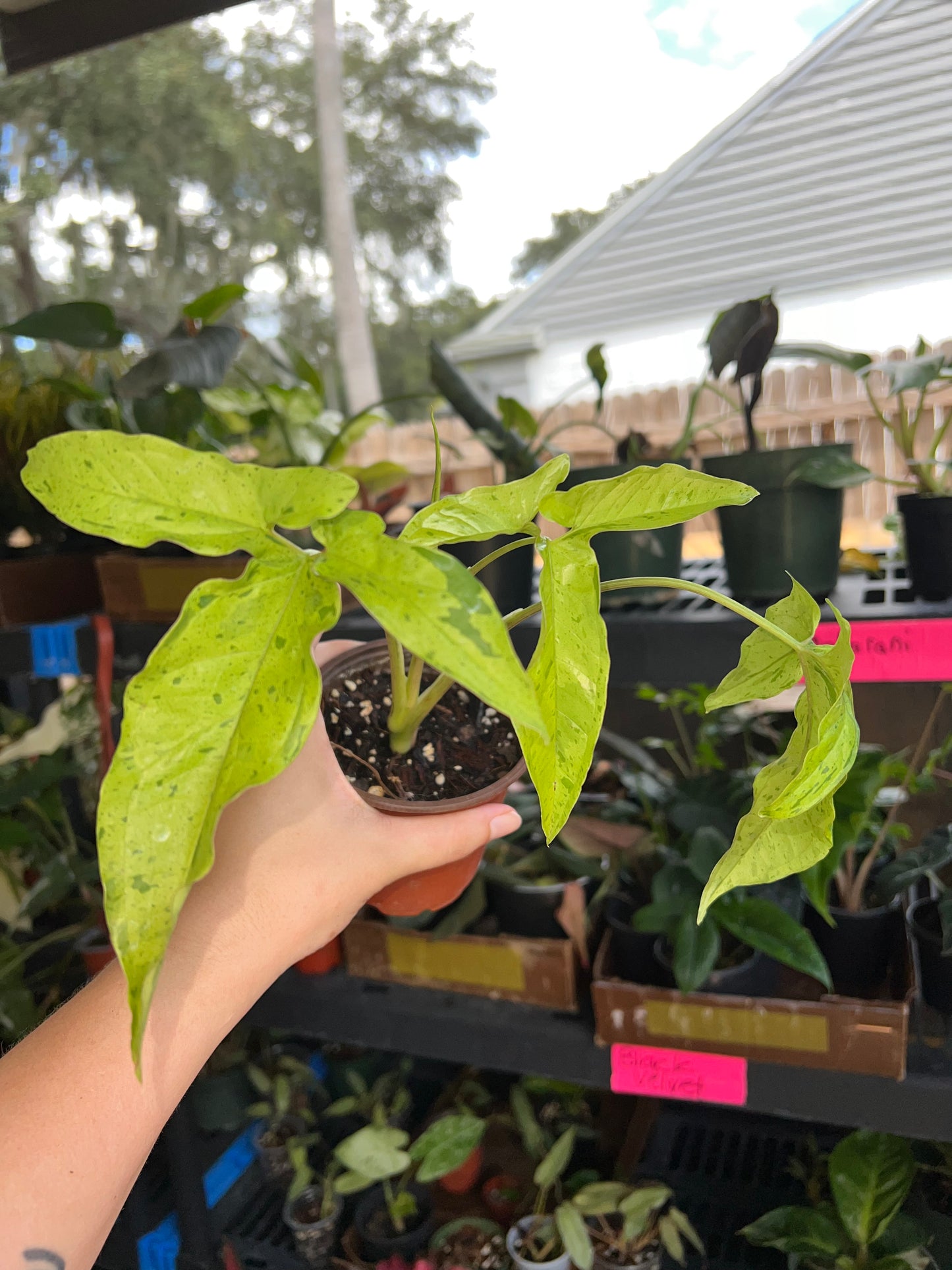 4” Syngonium Frog in a Blender