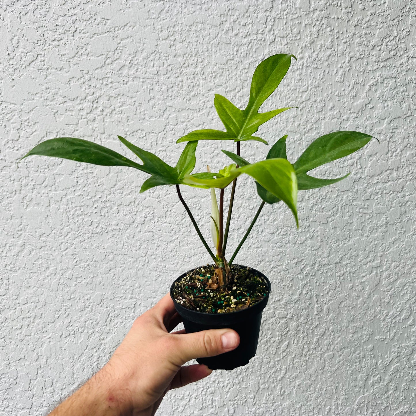 4" Philodendron Florida Ghost