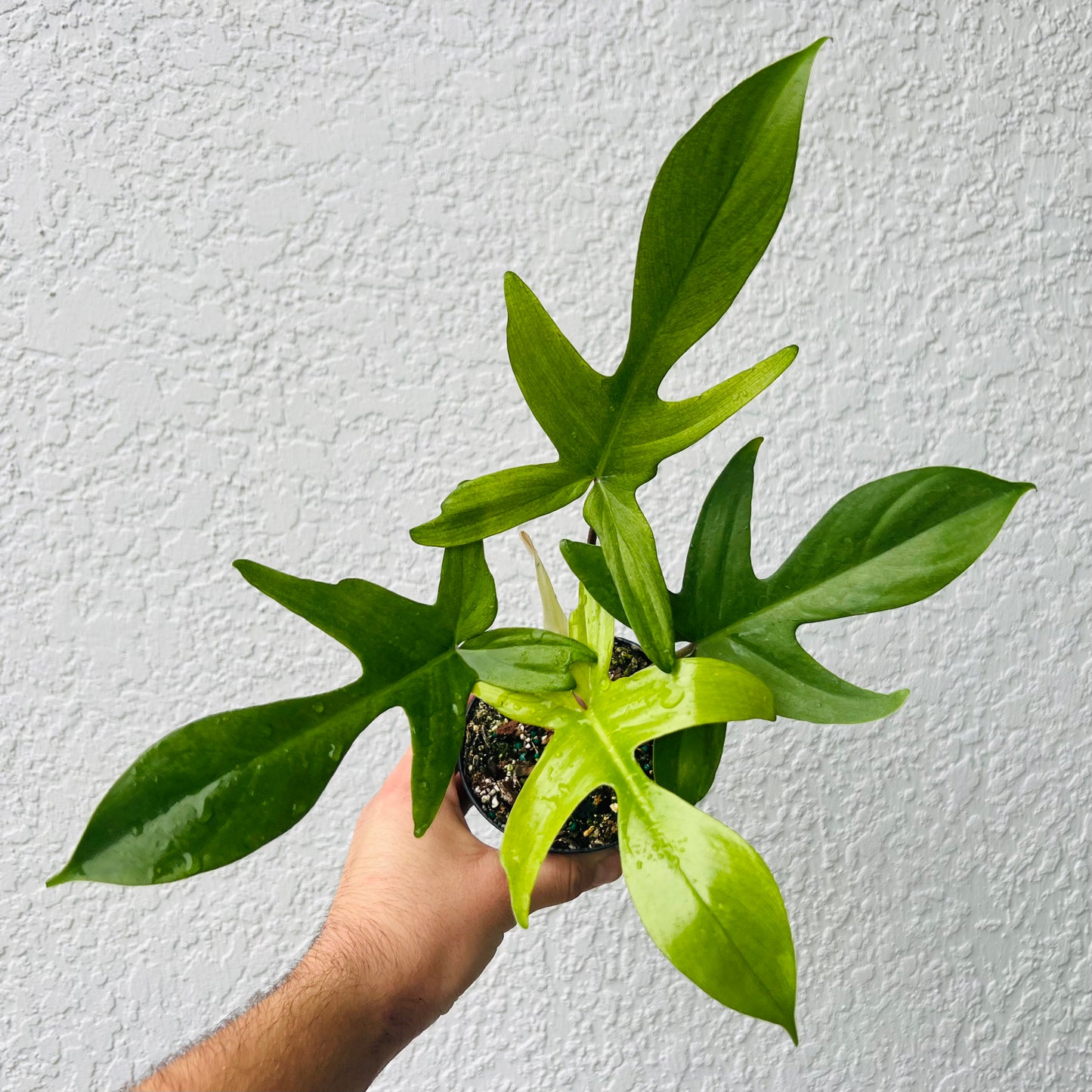 4" Philodendron Florida Ghost