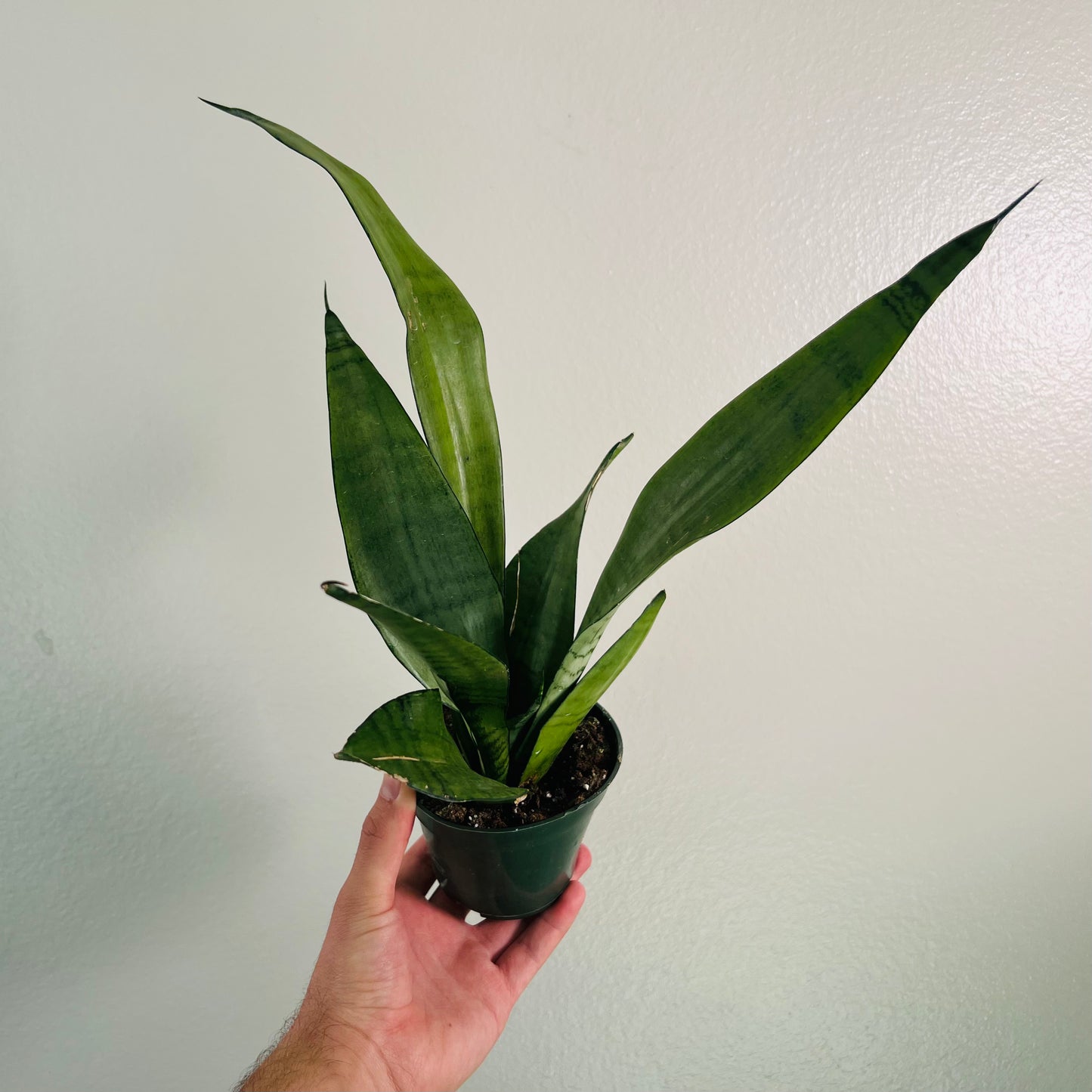 4" Sanseveria Moonlight