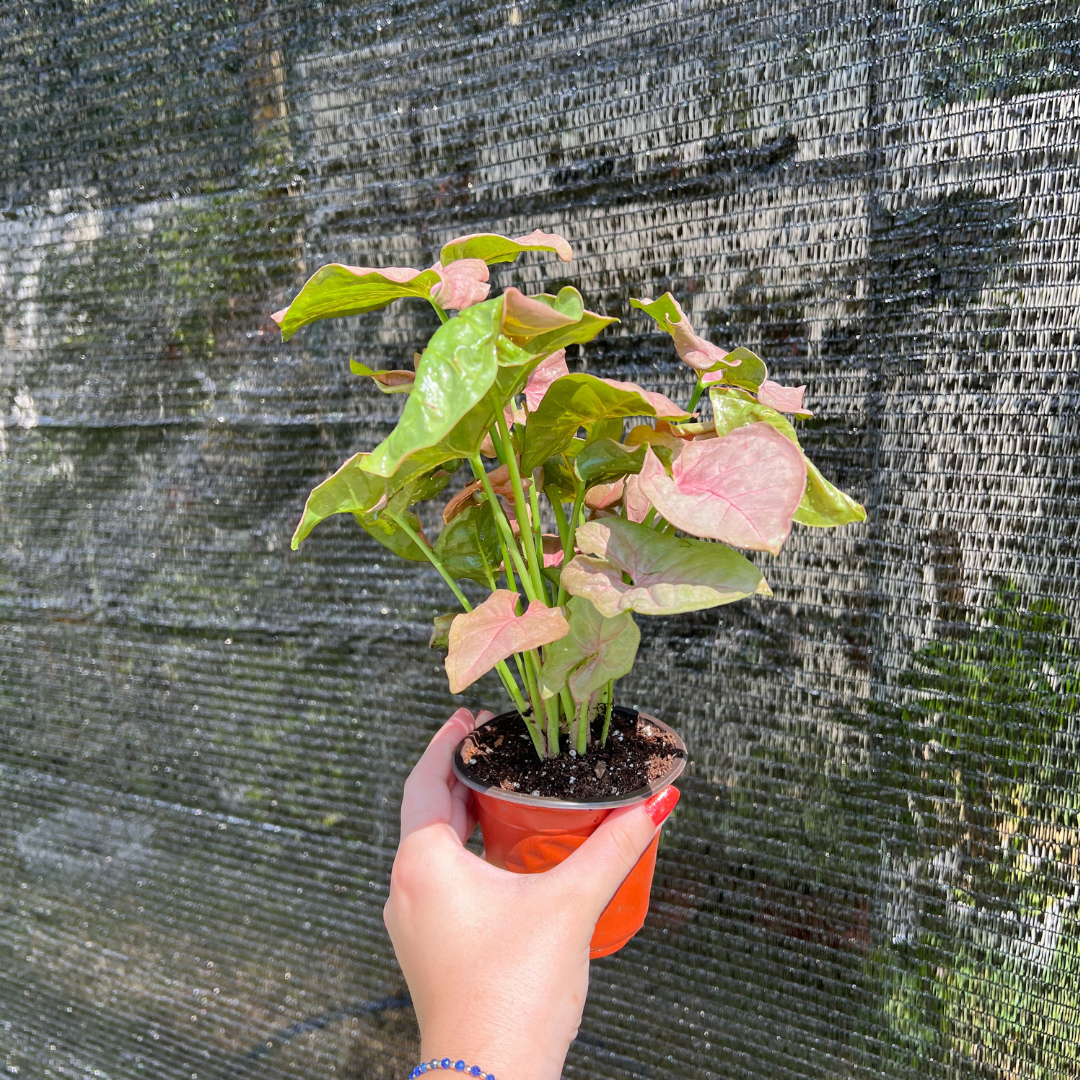 4" Syngonium Neon Robusta